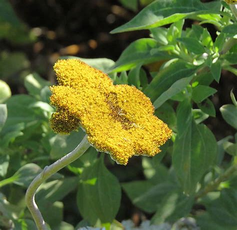 Evidence for the independent evolution of cannabinoid biosynthesis was discovered in the South African plant <b>Helichrysum</b> <b>umbraculigerum</b>. . Helichrysum umbraculigerum seeds